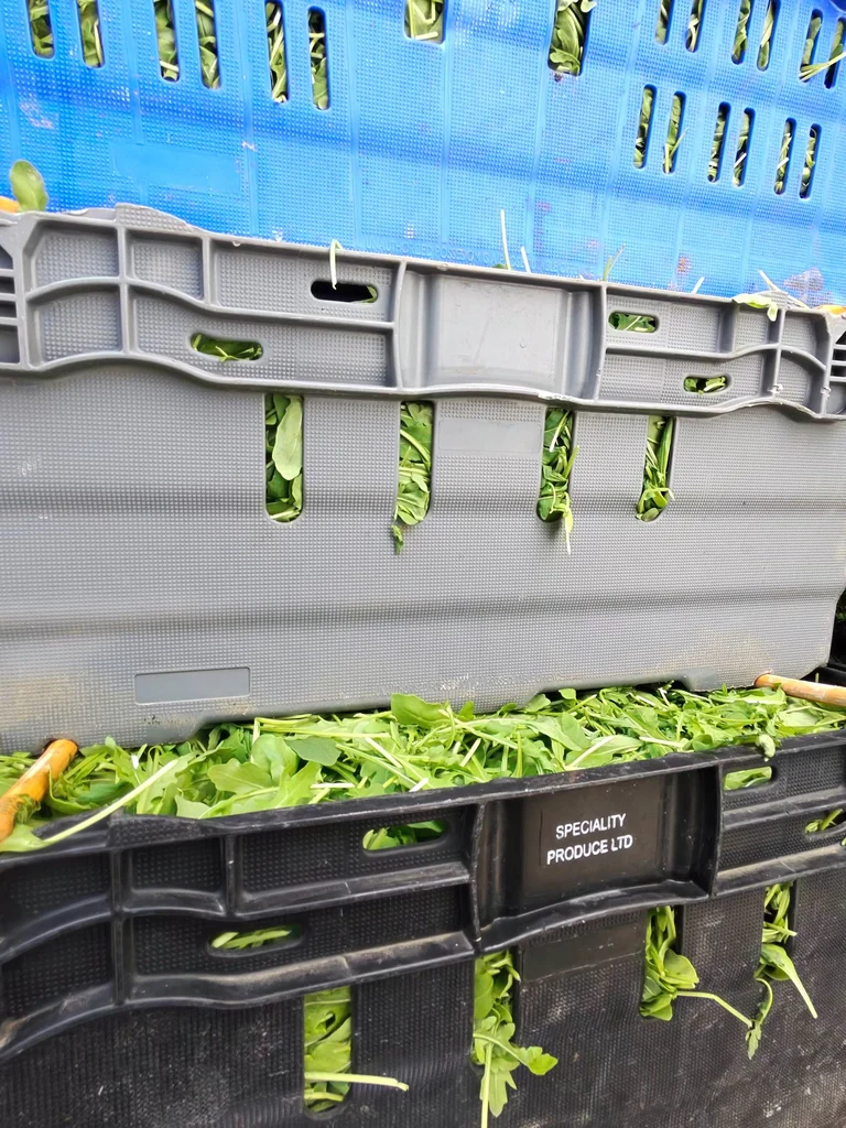 Fresh green leaves visible through stacked ventilated produce crates
