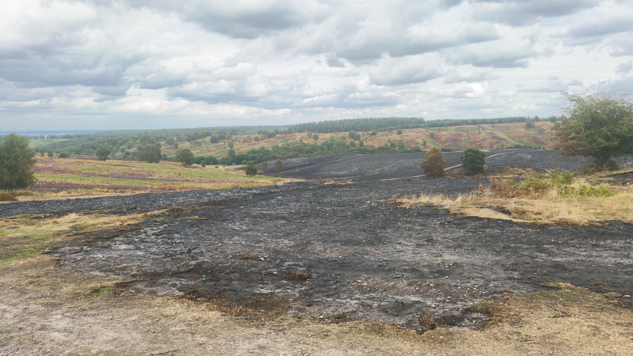 A closer view of scorched earth and surviving trees in Sherbrook Valley