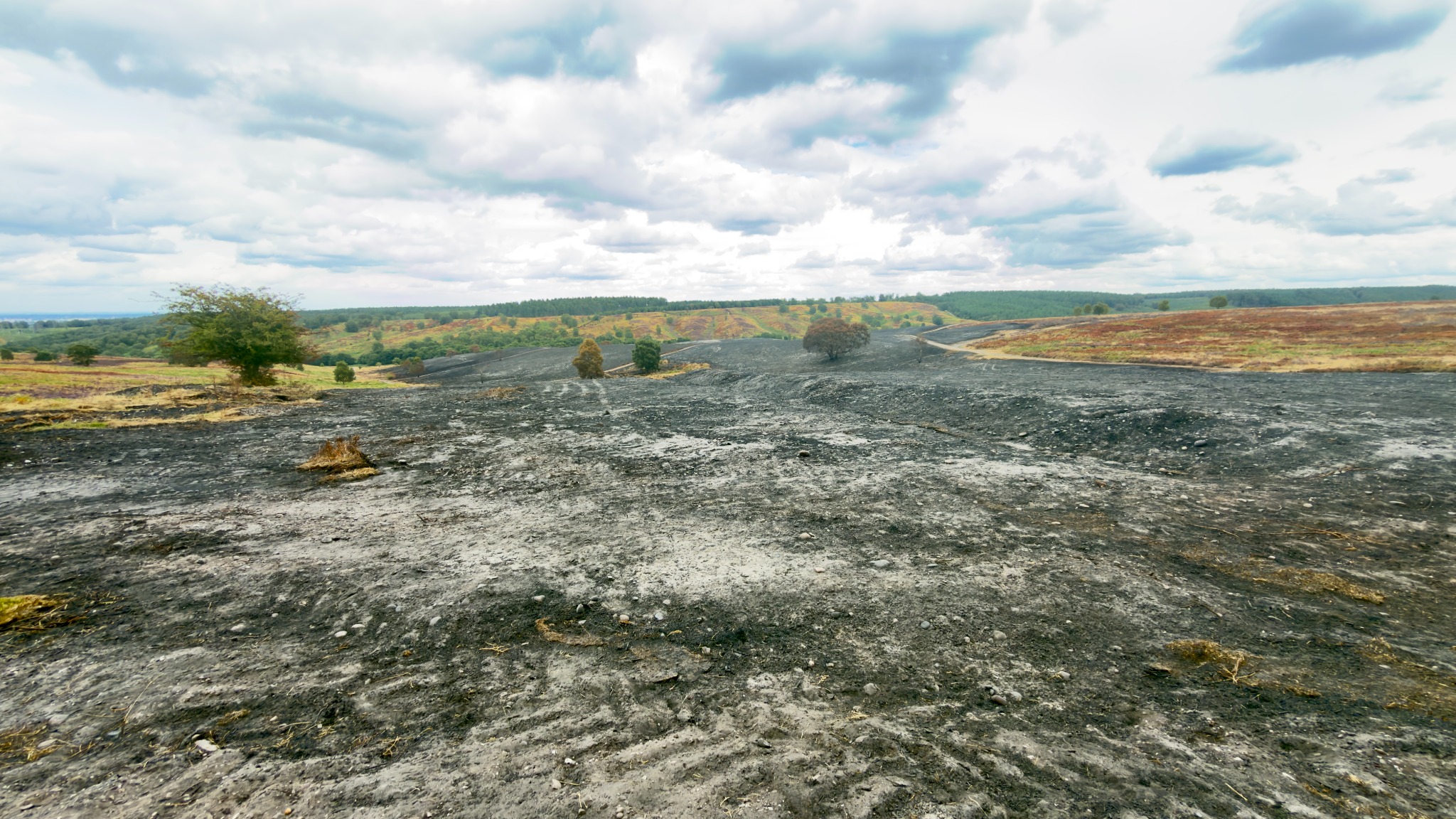 A broad expanse of ash-covered heathland on Cannock Chase