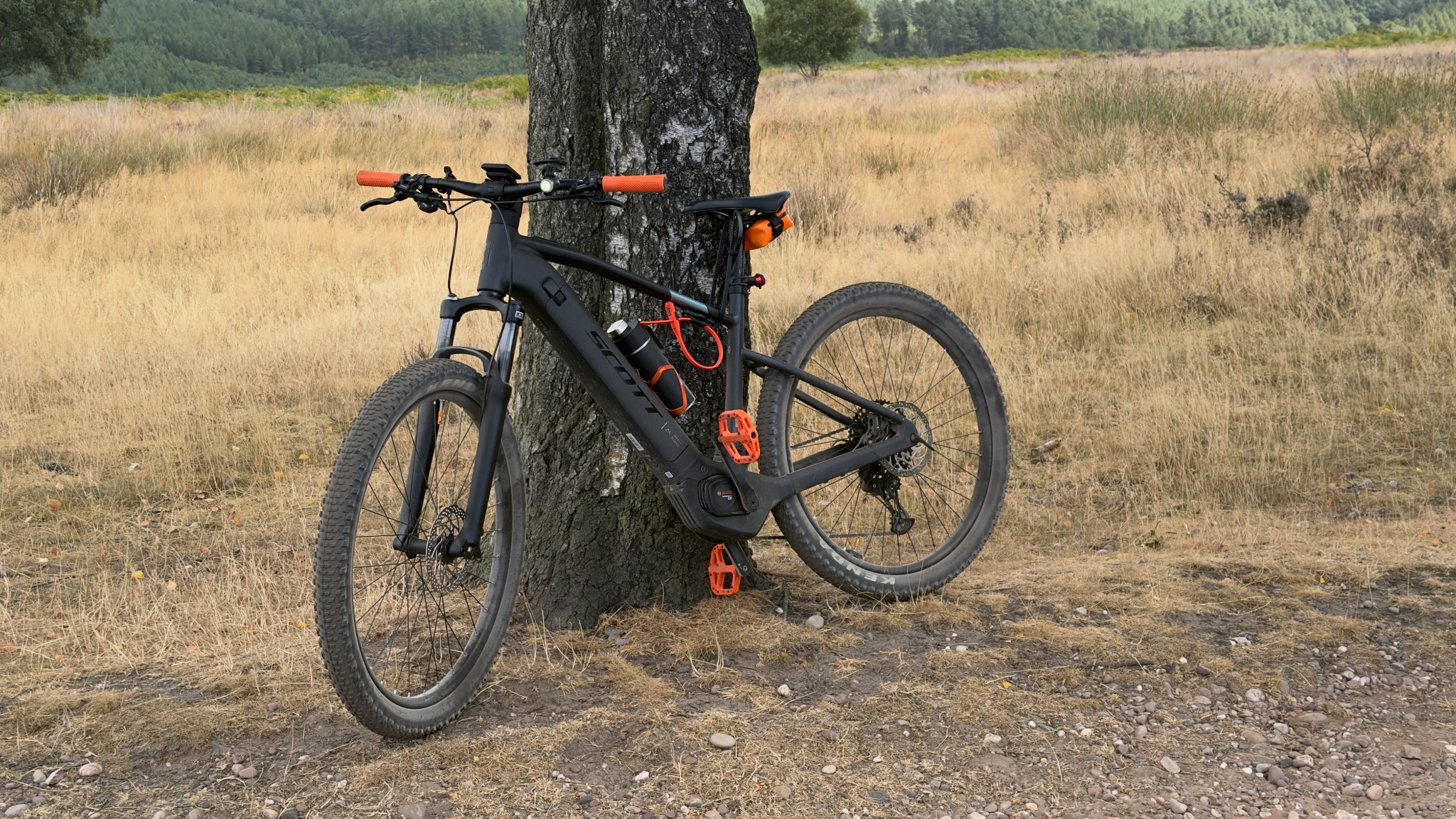 Torque leaning against a tree on open Cannock Chase heathland