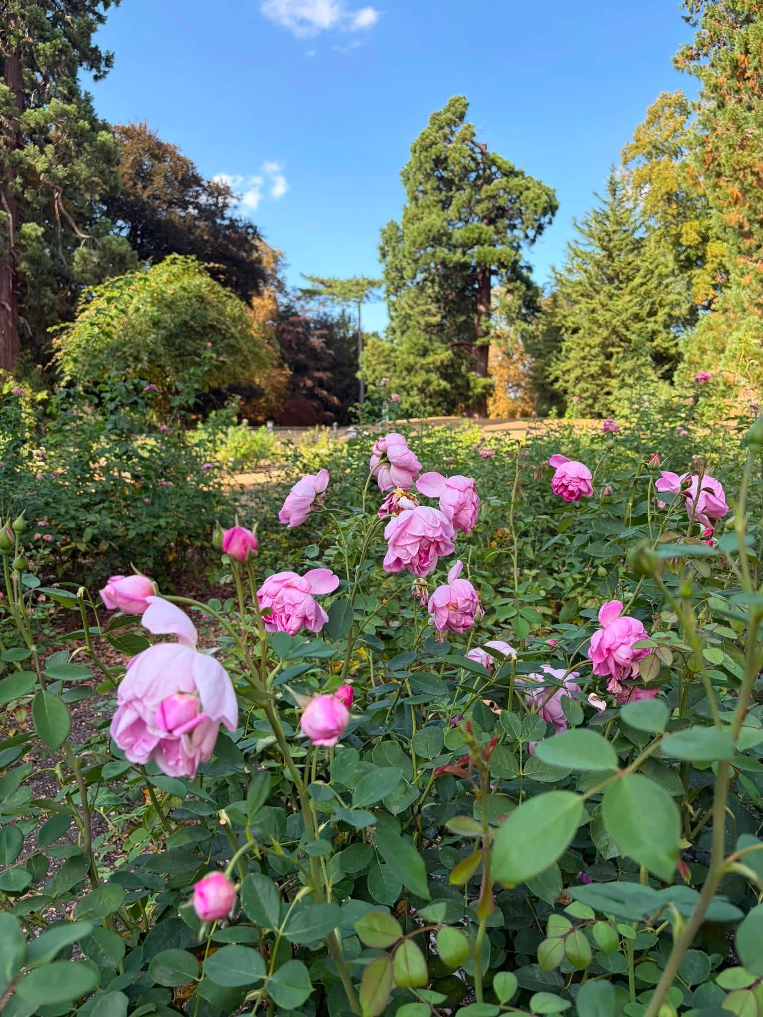 Pink roses blooming in Waddesdon Manor's garden beneath mature trees and a blue sky